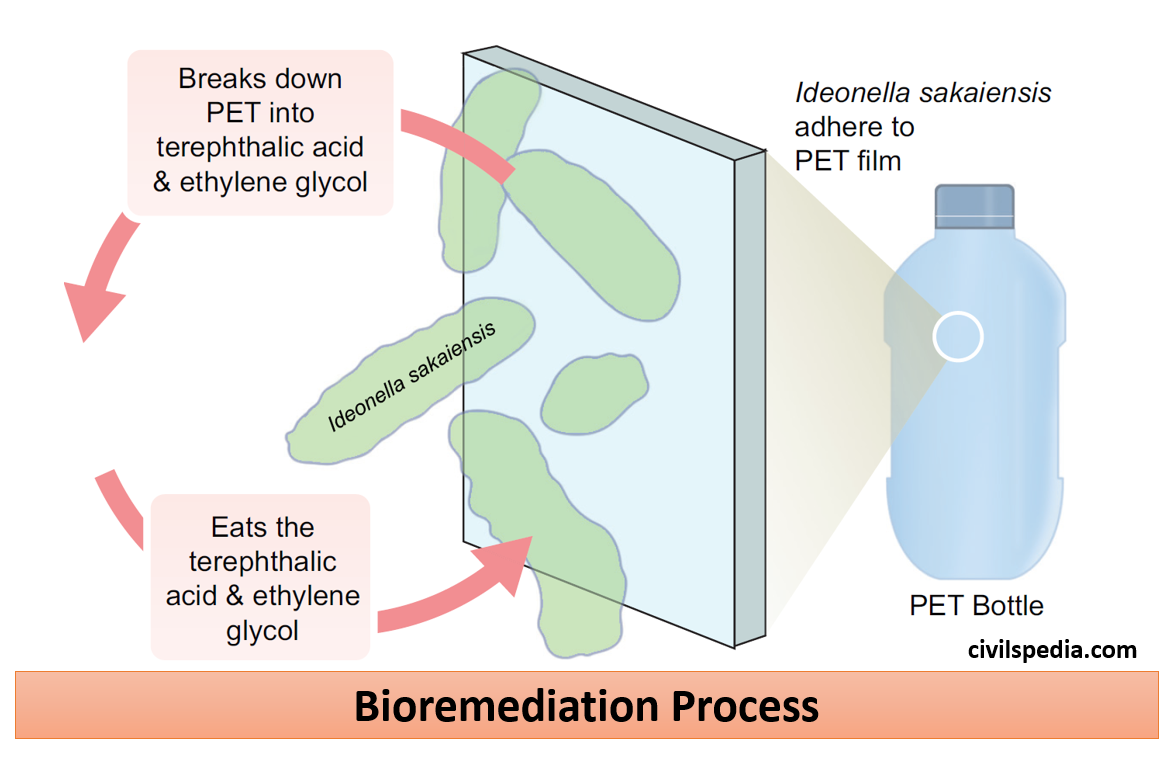 Bioremediation and Biodegradation