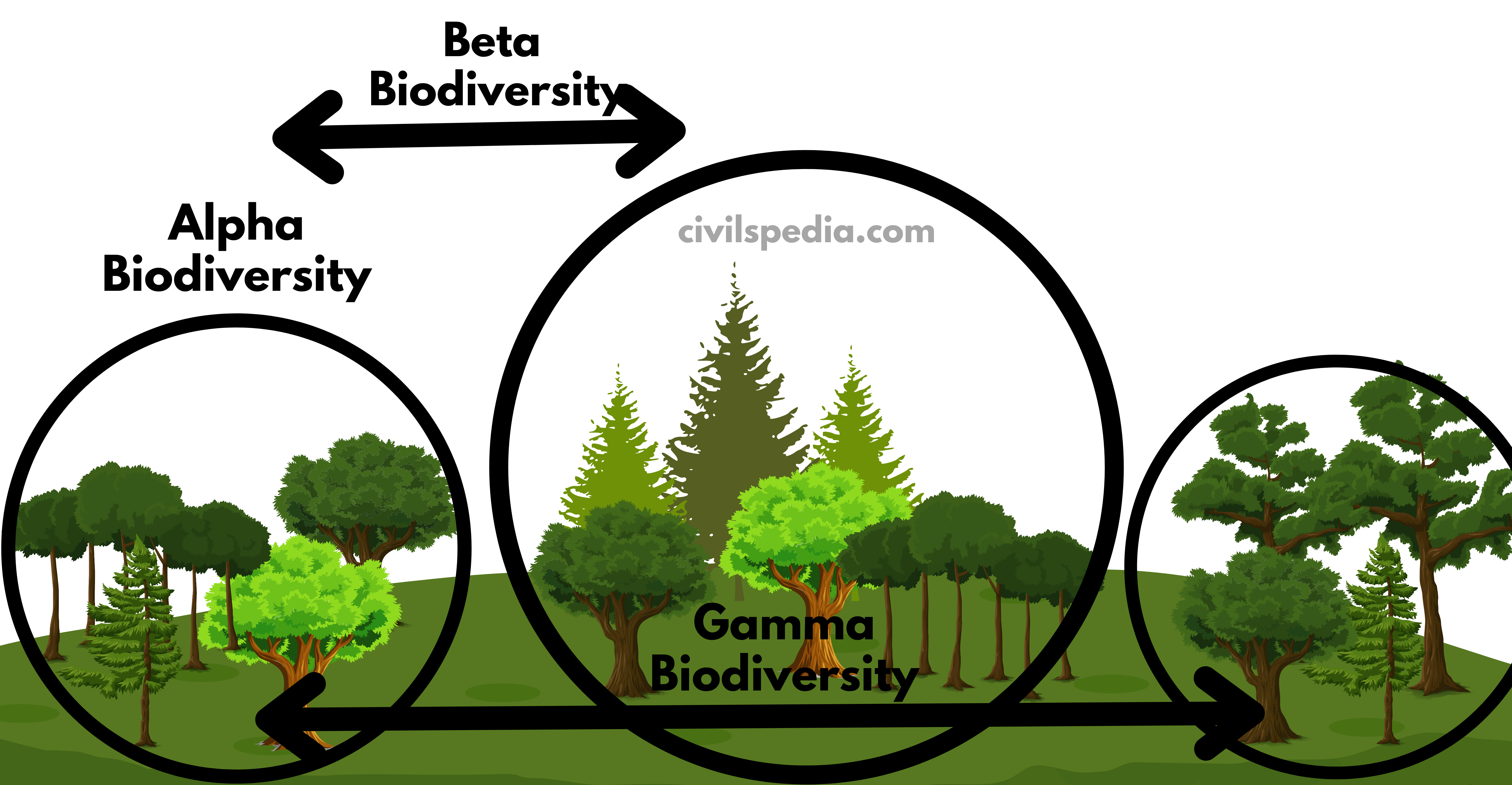 Alpha, Beta and Gamma Biodiversity 