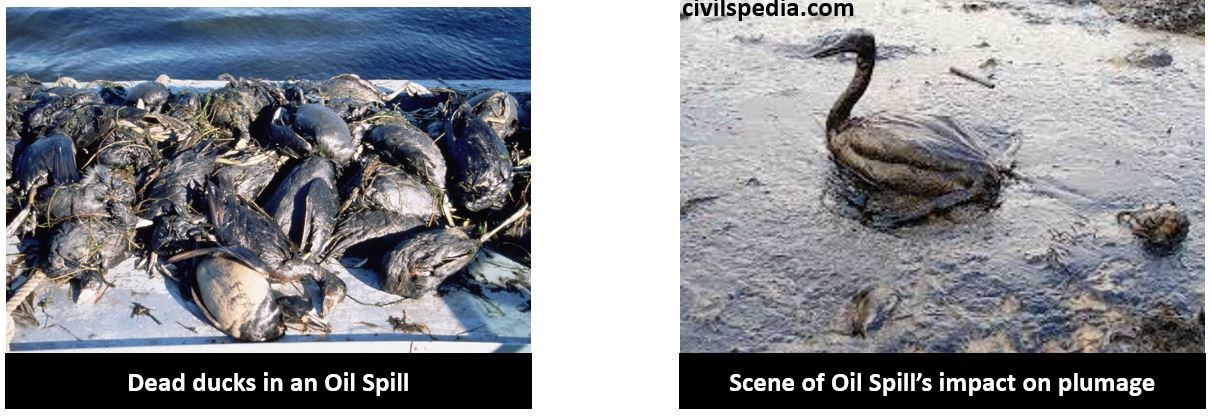 Impact of Oil Spills
