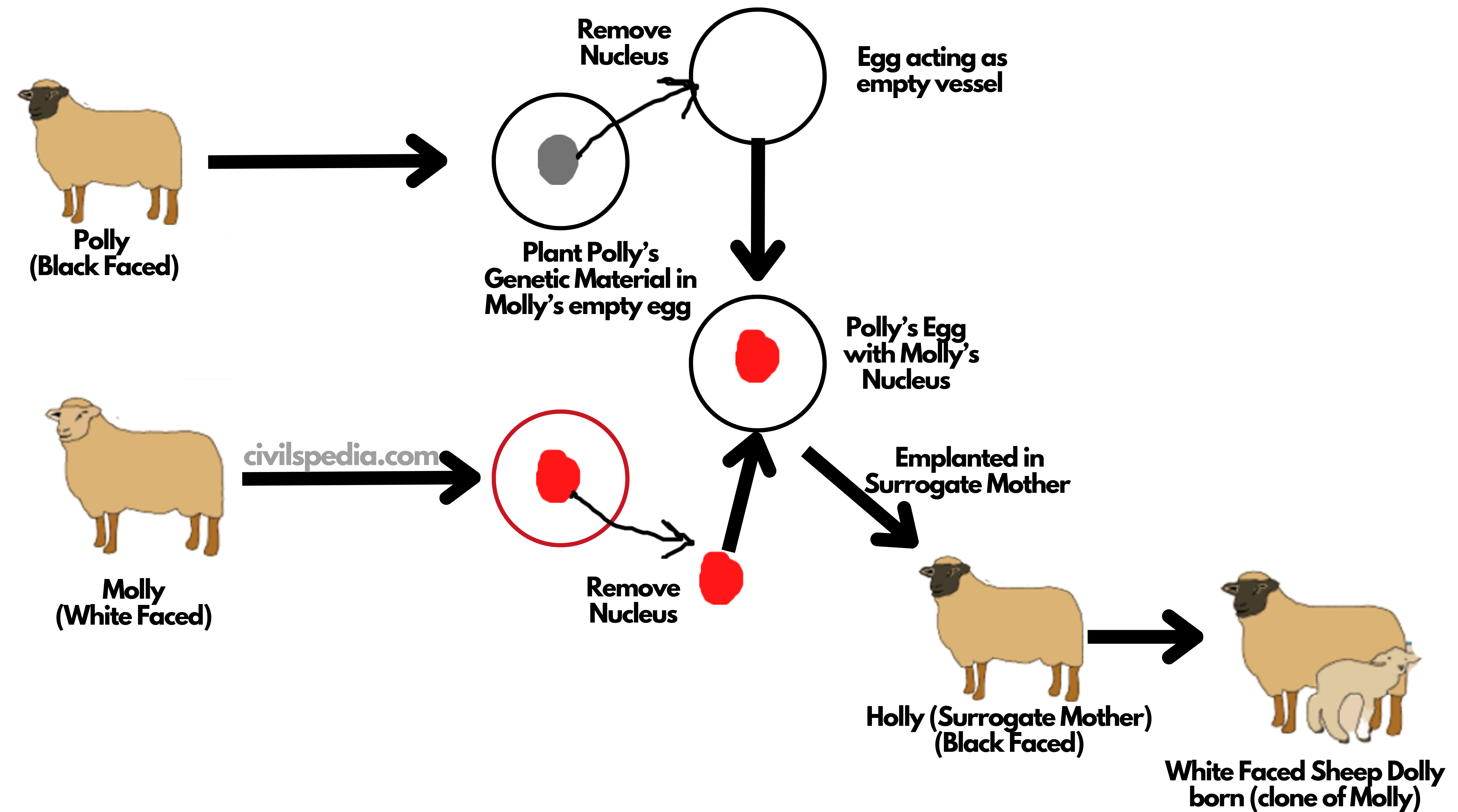 Cloning Embryo, DNA, Animals Britannica, 53% OFF