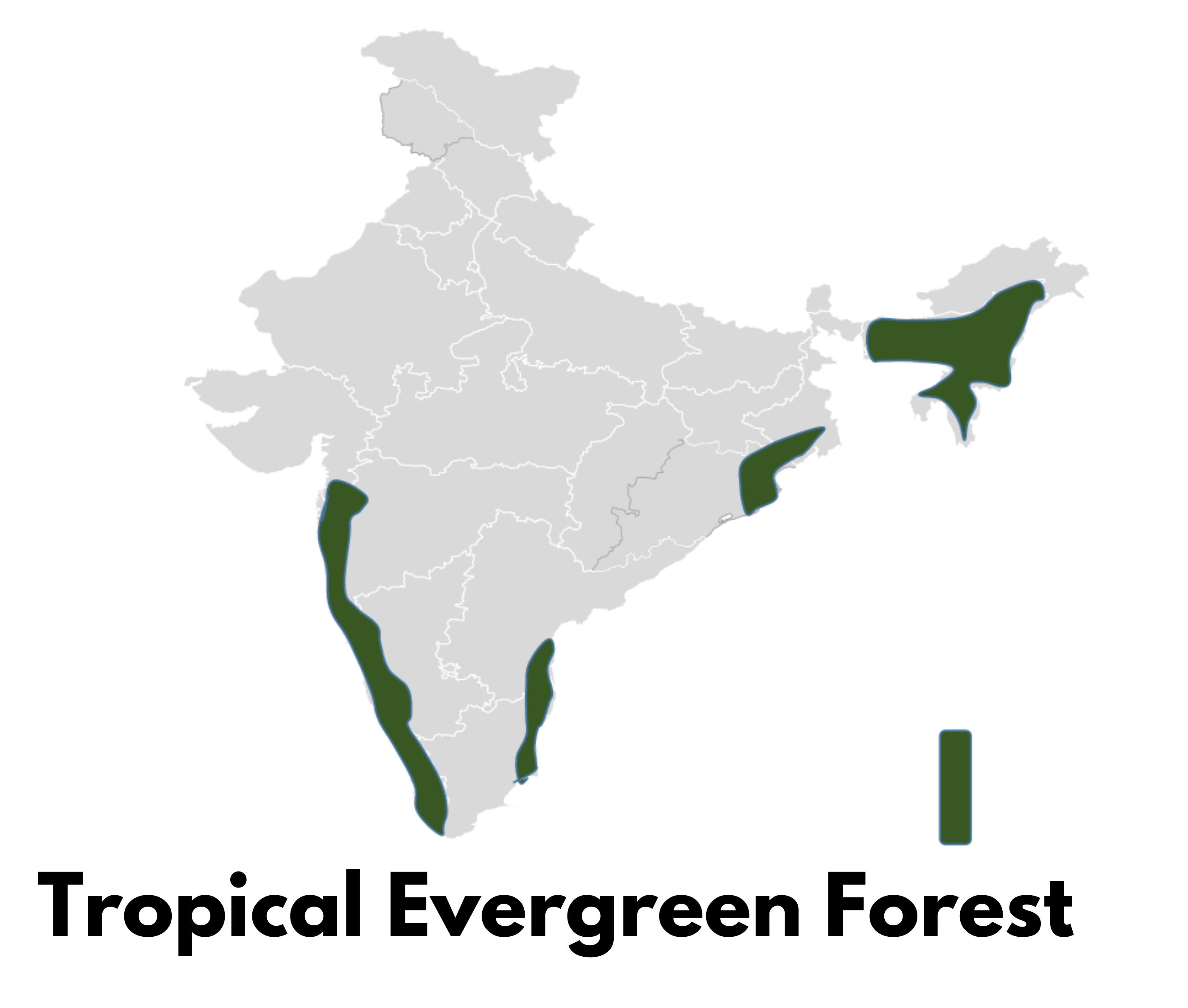 Tropical Evergreen Forest (Areas in India)