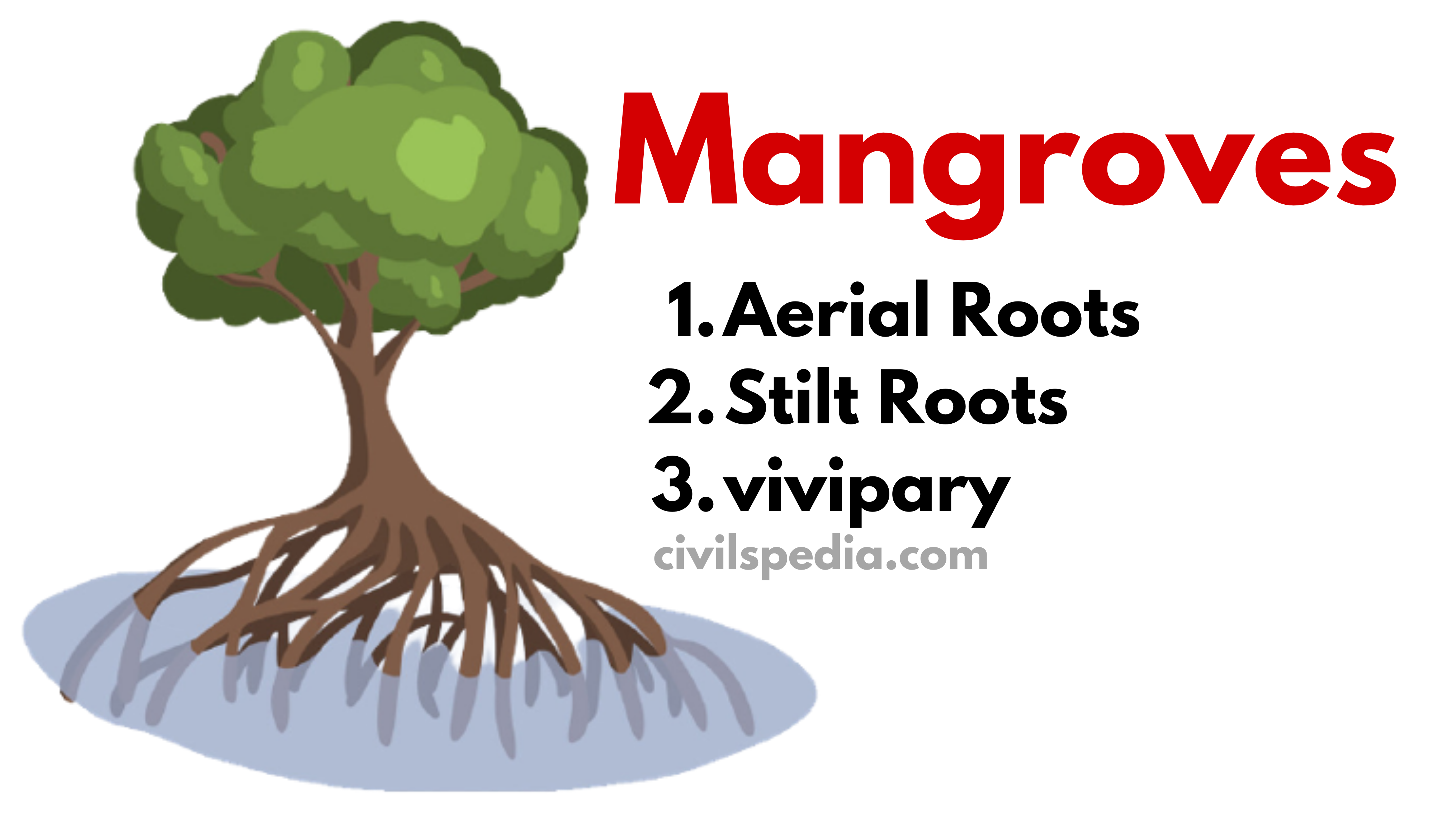 Properties of Mangroves
